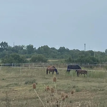 Face A La * Bourcefranc